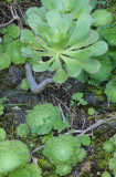 Aeonium tabuliforme 