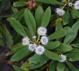 Globularia salicina. Closer.