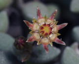 Monanthes laxiflora. Close-up.