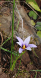 Romulea columnae subsp. grandiscapa