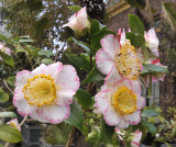 Camellia show 2016.33.jpg