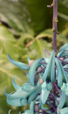 Hortus cover 3.jpg