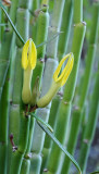 Ceropegia dichotoma. Closer.