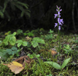 Ponerorchis cucullata