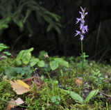 Ponerorchis cucullata