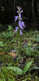 Ponerorchis cucullata