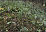 Ponerorchis cucullata. 3rd location.