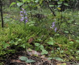 Ponerorchis cucullata. In habitat.