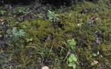 Ponerorchis cucullata. In habitat.