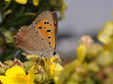 Lycaena phlaeas
