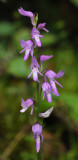 Ponerorchis cucullata. Closer.