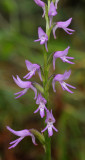 Ponerorchis cucullata. Closer.