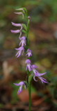 Ponerorchis cucullata. Closer.