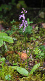 Ponerorchis cucullata