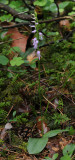 Ponerorchis cucullata