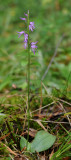 Ponerorchis cucullata