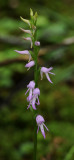 Ponerorchis cucullata. Closer.