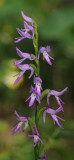 Ponerorchis cucullata. Closer.