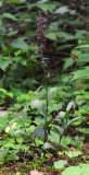 Epipactis atrorubens