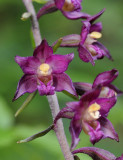 Epipactis atrorubens. Close-up.