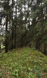 Ponerorchis cucullata habitat.