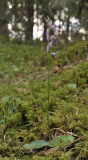 Ponerorchis cucullata