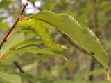 Smerinthus ocellatus