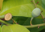 Eupomatia laurina. Finished flower and bud.