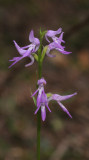 Ponerorchis cucculata. Closer.
