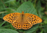 Argynnis paphia male.2.jpg