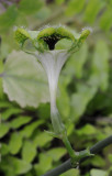Ceropegia sandersonii 