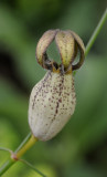 Ceropegia acicularis. Close-up.