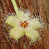 Stapelia glanduliflora. Close-up. Side.jpg