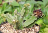 Monolluma hexagona.jpg