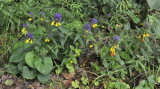 Melampyrum nemorosum.jpg