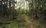 Mixed forest eastern Augustow forest.jpg