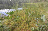 Scheuzeria palustris in habitat.