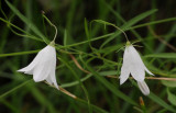 Campanula rotundifolia white.2.jpg