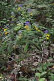 Melampyrum nemorosum.2.jpg