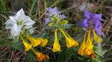 Melampyrum nemorosum. Tricolor.jpg