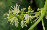 Echinocystis lobata. Close-up male flowers.jpg