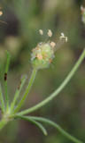 Plantago arenaria. Close-up.jpg