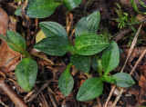 Goodyera repens foliage.jpg