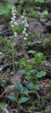 Goodyera repens.jpg