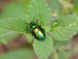 Chrysolina fastuosa.2.jpg