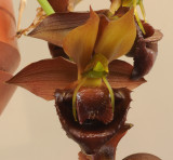 Catasetum duplisiscutula. Close-up front. HBL31013.jpg