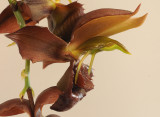 Catasetum duplisiscutula. Close-up side. HBL31013.jpg