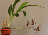Catasetum tabulare HBL31058.jpg