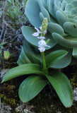 Orchis patens ssp. canariensis