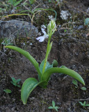 Orchis patens ssp. canariensis